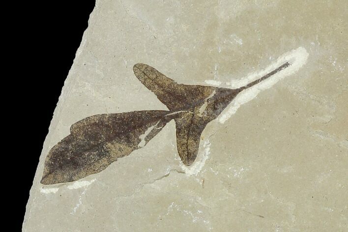 Fossil Lomatia Leaf - Green River Formation, Utah #118003